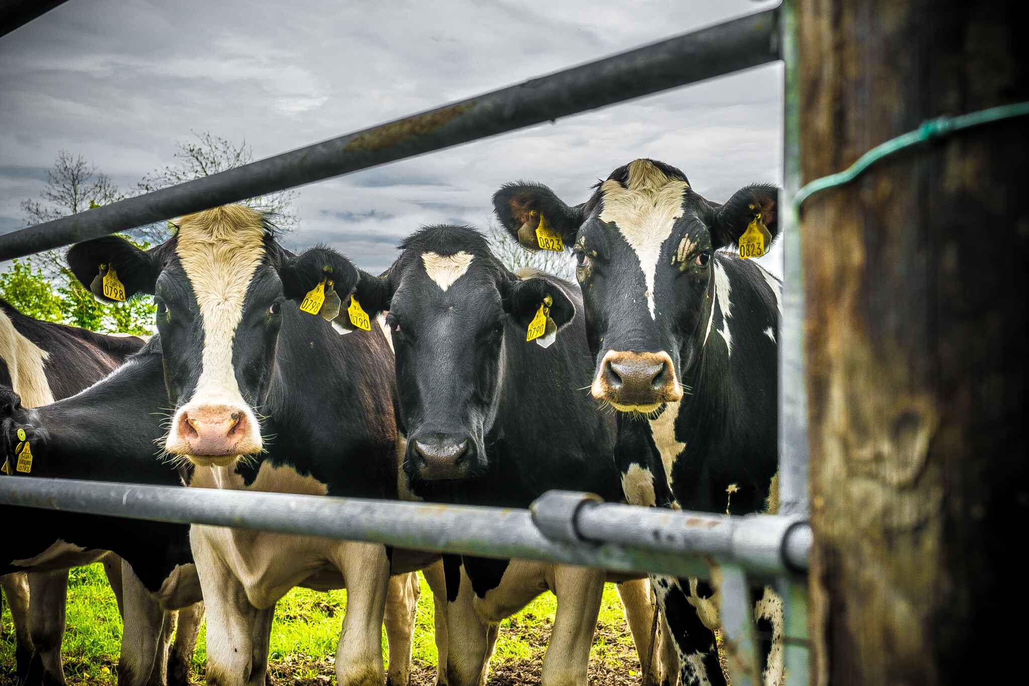 Three cows at a gate